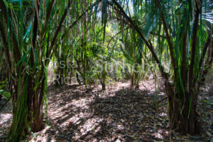 Finca Alucinante