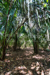 Finca Alucinante