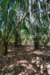 Finca Alucinante