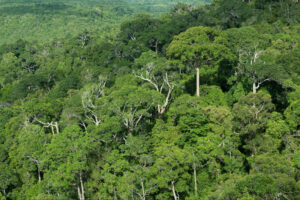 2500 Acre Conservation Land With Precious Woods