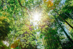 2500 Acre Conservation Land With Precious Woods