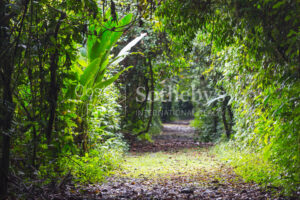 2500 Acre Conservation Land With Precious Woods