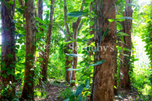2500 Acre Conservation Land With Precious Woods