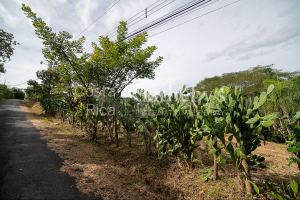 Atenas Homesite in Gated Community