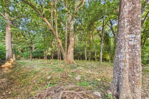 Lote Cenizaro | L-15.a