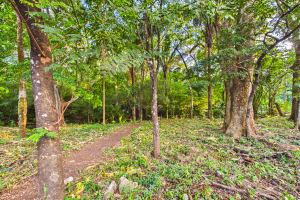 Lote Cenizaro | L-15.a