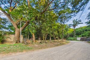 Lote Cenizaro | L-15.a