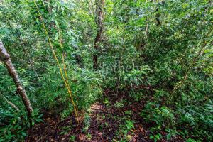Dominical Yoga Retreat and Nature Reserve