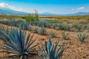 Land 900 Hectares for SALE