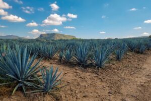 Land 900 Hectares for SALE