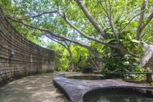 Ave del Risco, Colima