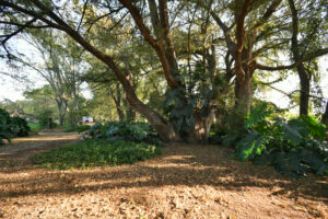 Rancho Sabinal del Arroyo, Ixtlahuacán de los Membrillos en venta