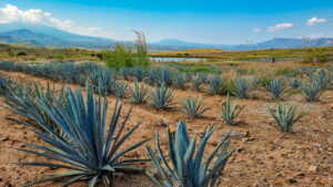Land for Sale, 450 Hectares, near Amatitan, at Zapopan Jalisco