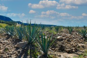 Land for Sale, 450 Hectares, near Amatitan, at Zapopan Jalisco