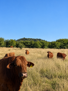 Expansive Ranch with Agricultural Land and Water Resources