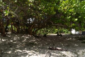BEACHFRONT LOT – A PARADISE OF WHITE SAND