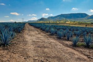 Land 900 Hectares for SALE