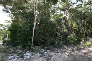 EXCLUSIVE LOT IN TULUM JUNGLE