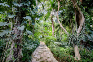 SERENE CHOLUL PARADISE