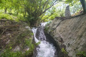 Ave del Risco, Colima