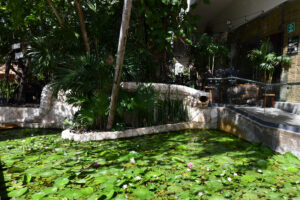 Elegant Sanctuary Between Jungle And Sea