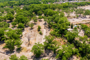 Exclusive Homesites Surrounded by Centenary Walnut Trees
