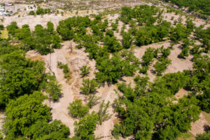 Exclusive Homesites Surrounded by Centenary Walnut Trees