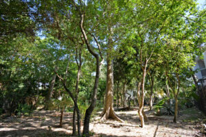 RESIDENTIAL LOT
