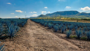 Land for Sale, 450 Hectares, near Amatitan, at Zapopan Jalisco