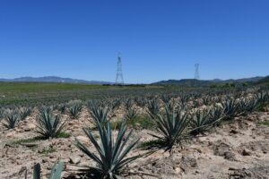 Land for Sale, 450 Hectares, near Amatitan, at Zapopan Jalisco