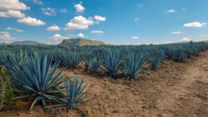 Land for Sale, 450 Hectares, near Amatitan, at Zapopan Jalisco