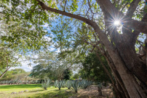 HACIENDA SERENITY OASIS RETREAT IN YUCATAN