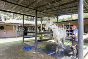 Rancho Encuestre Tenango del Valle