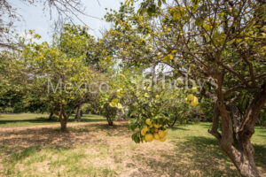 Finca Mercedes Tetecala Morelos
