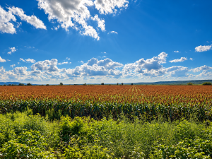 Expansive Ranch with Agricultural Land and Water Resources