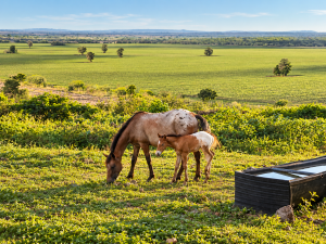 Expansive Ranch with Agricultural Land and Water Resources