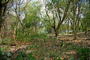LOT BETWEEN DIAGONAL 65 AND 75 SOUTH WITH 21 SOUTH ST AND 19 BIS SOUTH ST, WITH