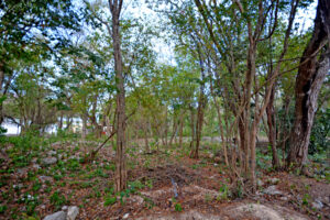 LOT BETWEEN DIAGONAL 65 AND 75 SOUTH WITH 21 SOUTH ST AND 19 BIS SOUTH ST, WITH
